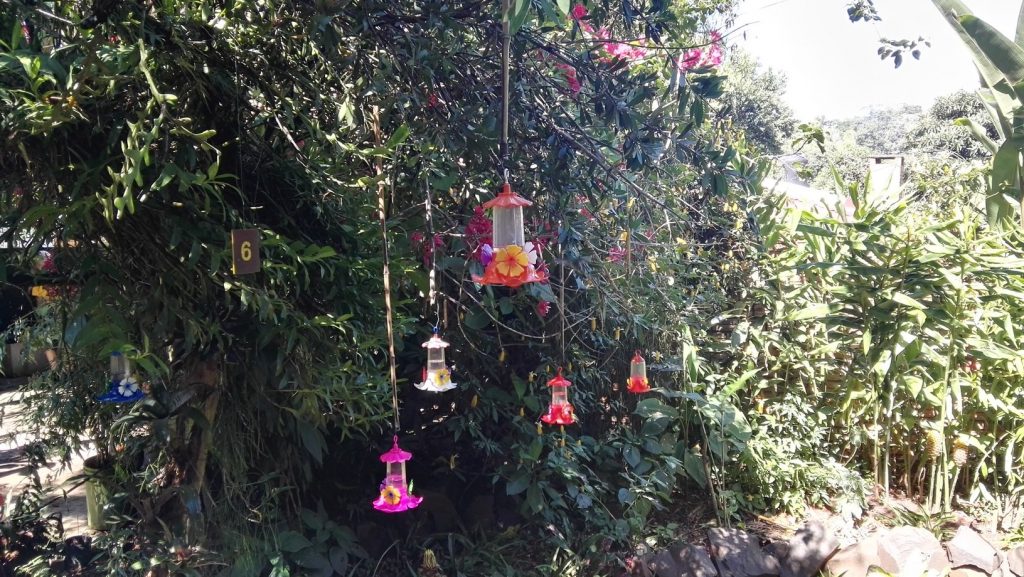 Kolibrik a Jardin de los Picaflores-ben, Puerto Iguazú, Argentína