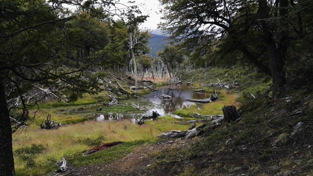Hódvár a Parque Nacional Tierra del Fuego-ben