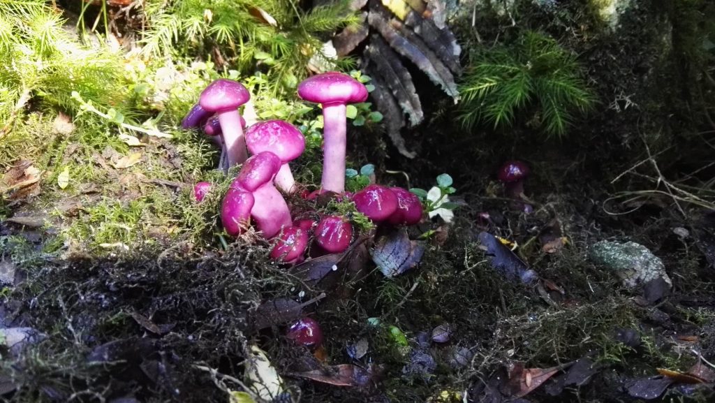 Lila gombák, Queulat Nemzeti Park, Chile