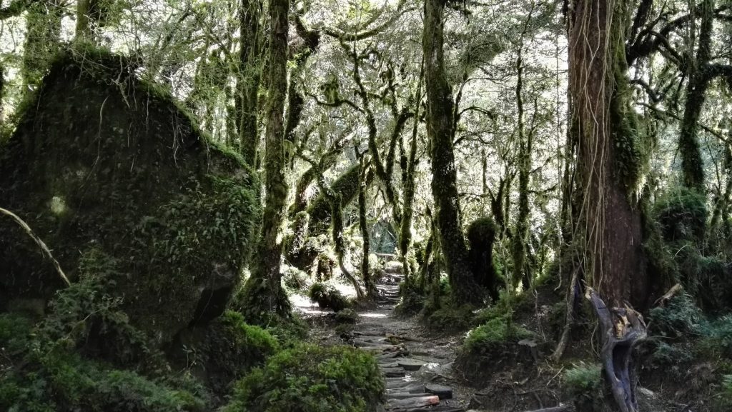 Mohákkal borított fák, Bosque Encantado (Elvarázsolt Erdő), Chile