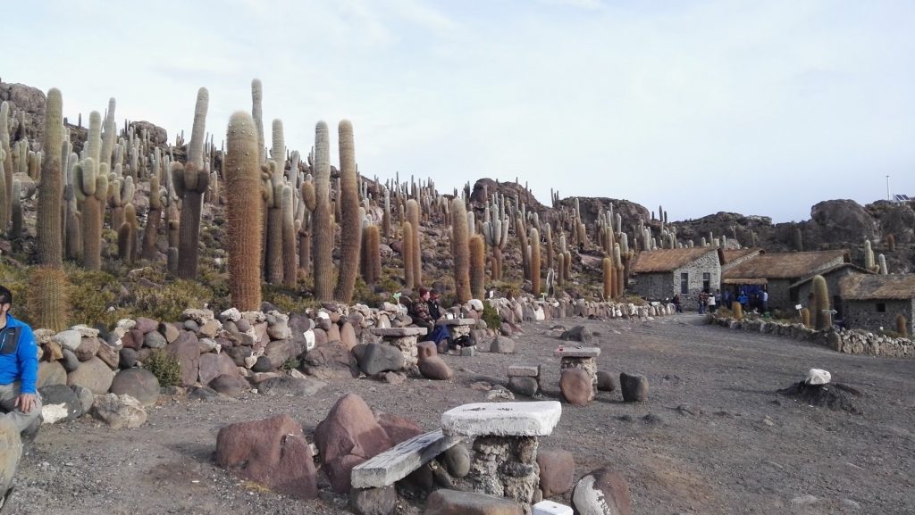 Isla Incahuasi kaktuszokkal borított sziget a Salar de Uyuni közepén