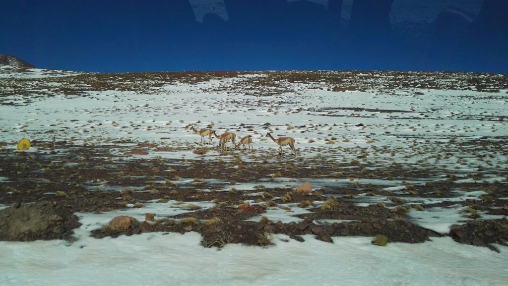 Vikunyák az Atacama-sivatagban