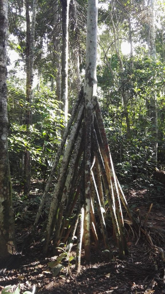 Sétáló pálmafa az esőerdőben a Madidi Nemzeti Parkban