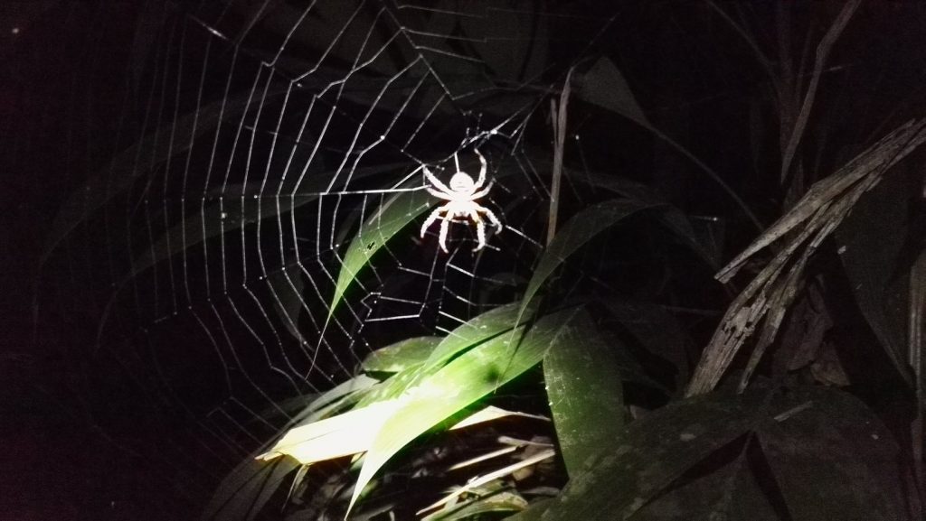 Hatalmas pók az éjszakai dzsungeltúrán a Madidi Nemzeti Parkban