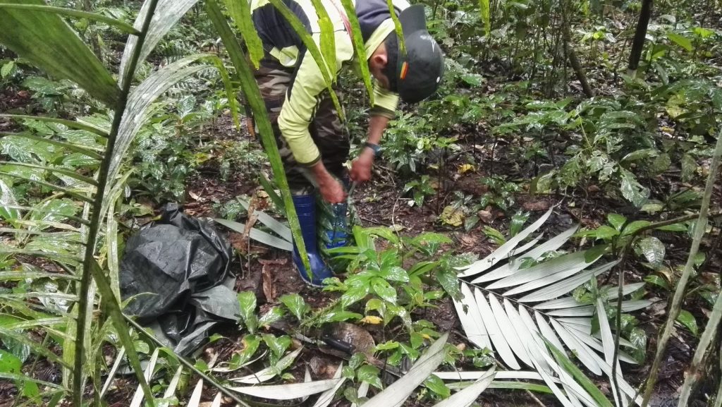 A túravezető faágakból kosarat készít az esőerdőben