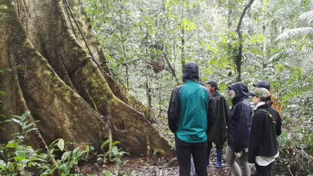 Óriási fa az esőerdőben a Madidi Nemzeti Parkban