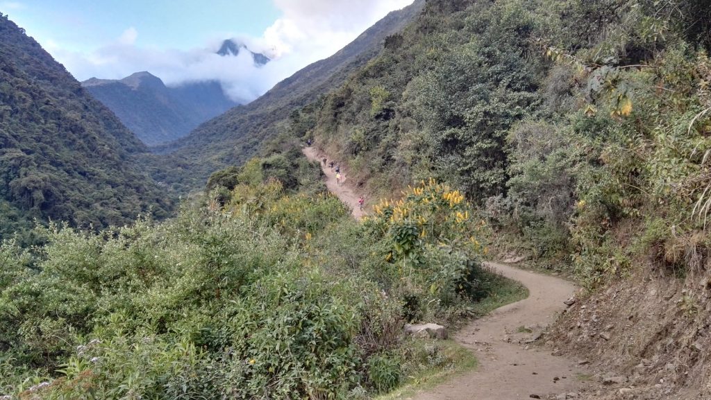 Poros földút a magashegyi esőerdőben