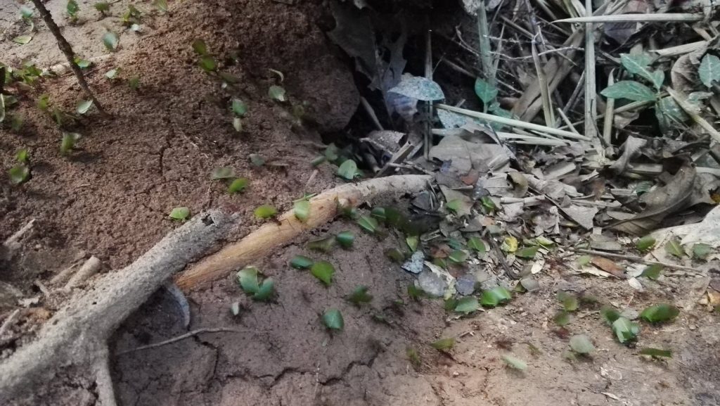 Levélvágó hangyák a Tambopata Nemzeti Parkban