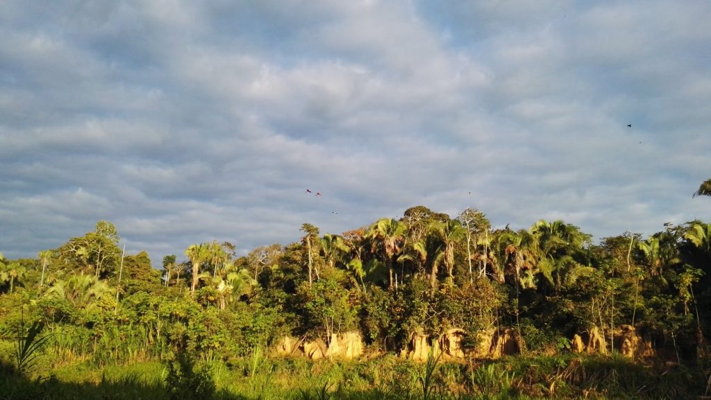 Papagájok és arák repülnek a reggeli napfényben a Tambopata Nemzeti Parkban