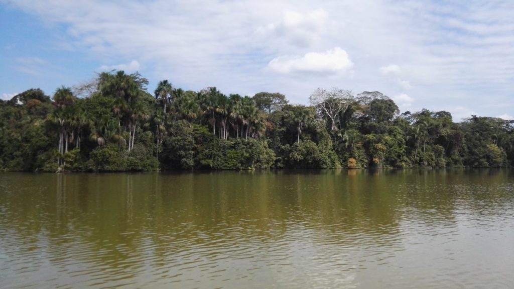 Vízbe nyúló fák, Lago Sandoval, Tambopata, Peru