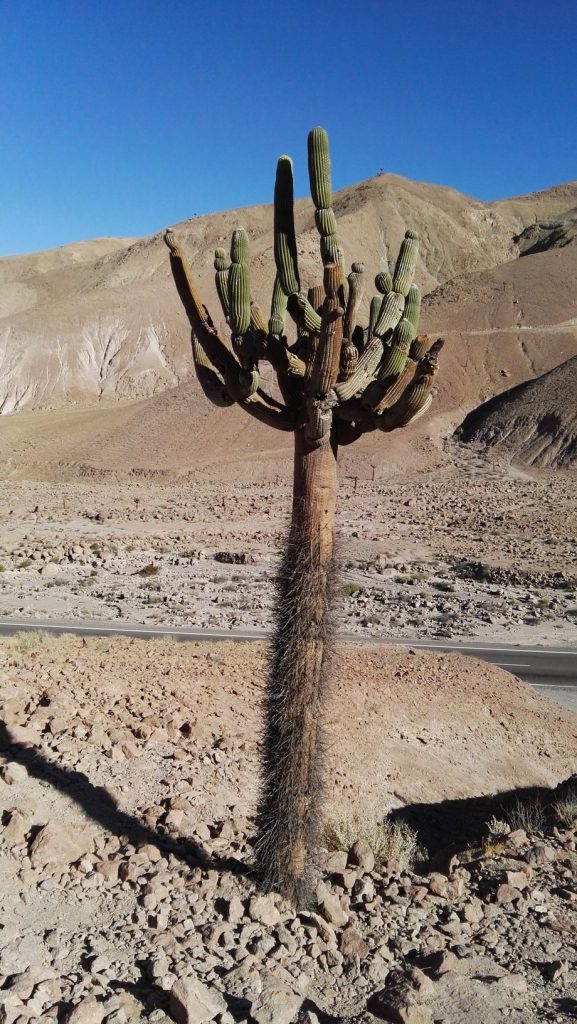 Cardón kaktusz