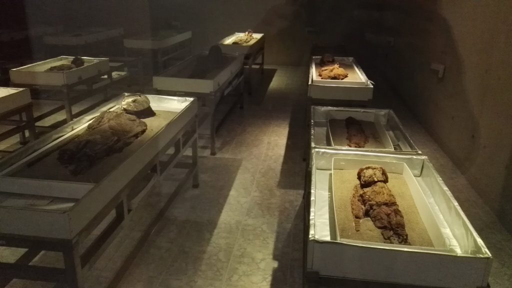 Chinchorro múmiák az archeológiai múzeumban az Azapa-völgyben