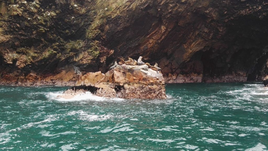 Fókák pihennek egy sziklán a Ballestas-szigeteken