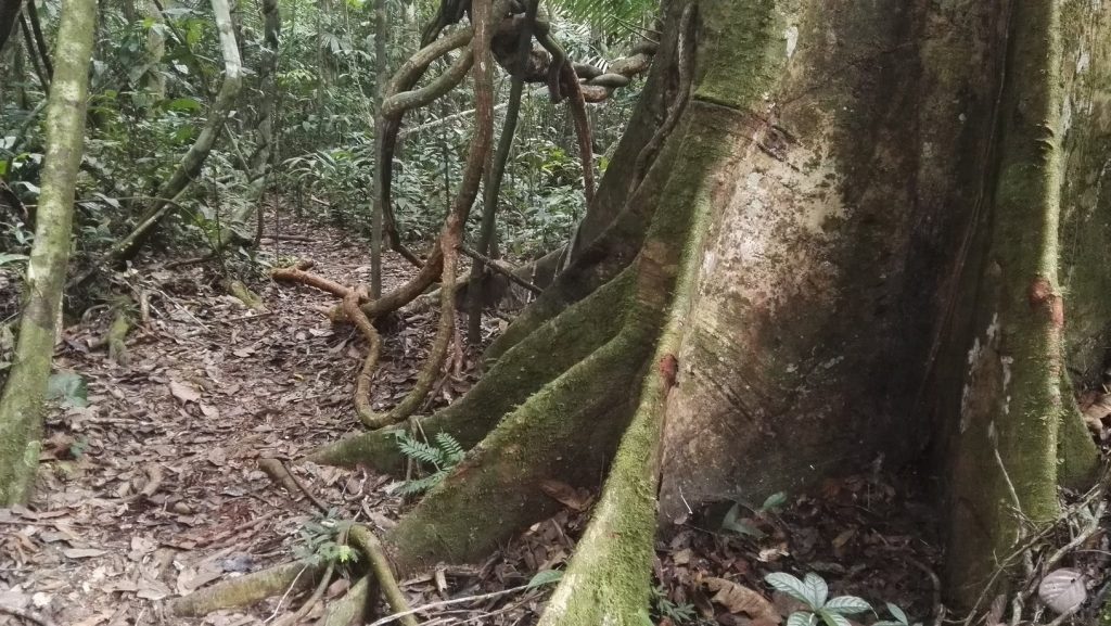 Ösvény és trópusi fa az Allpahuayo-Mishana Természetvédelmi Rezervátumban