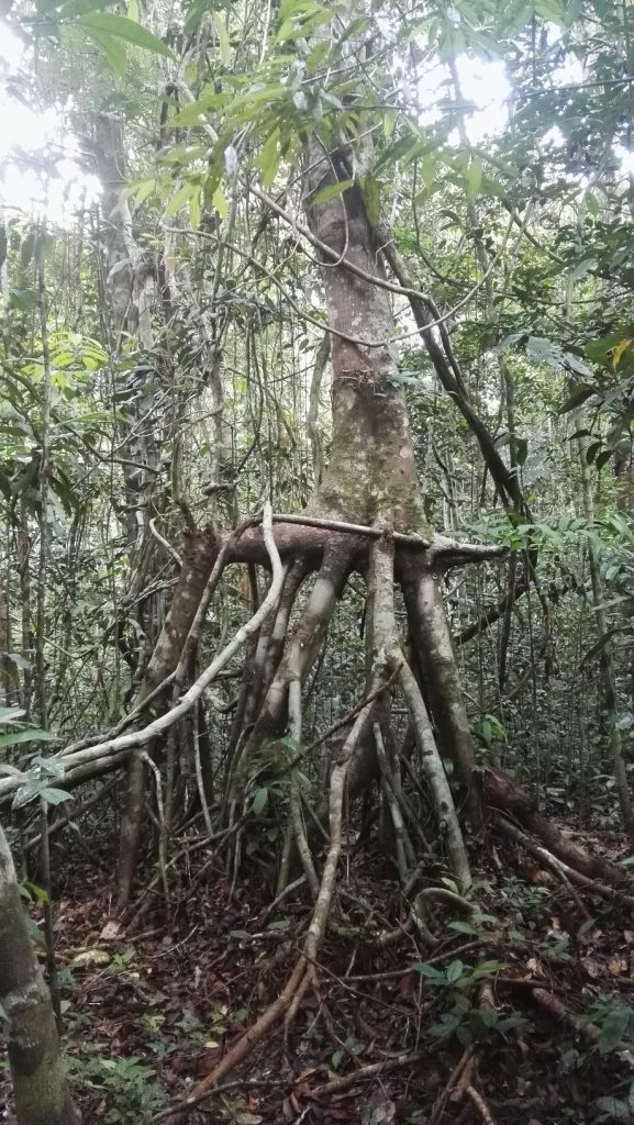 Ösvény és trópusi fa az Allpahuayo-Mishana Természetvédelmi Rezervátumban
