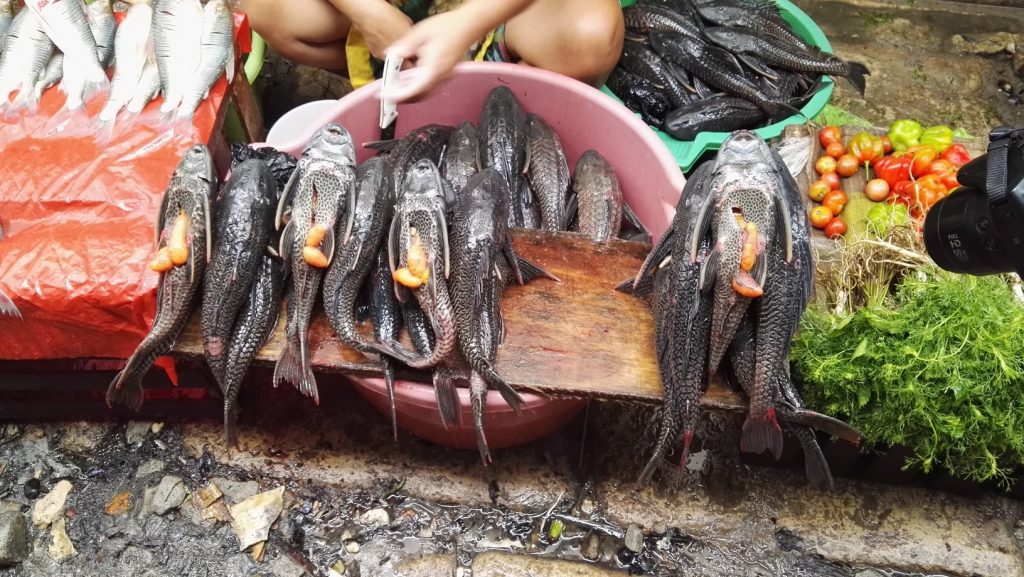 Frissen fogott halak Belén piacán